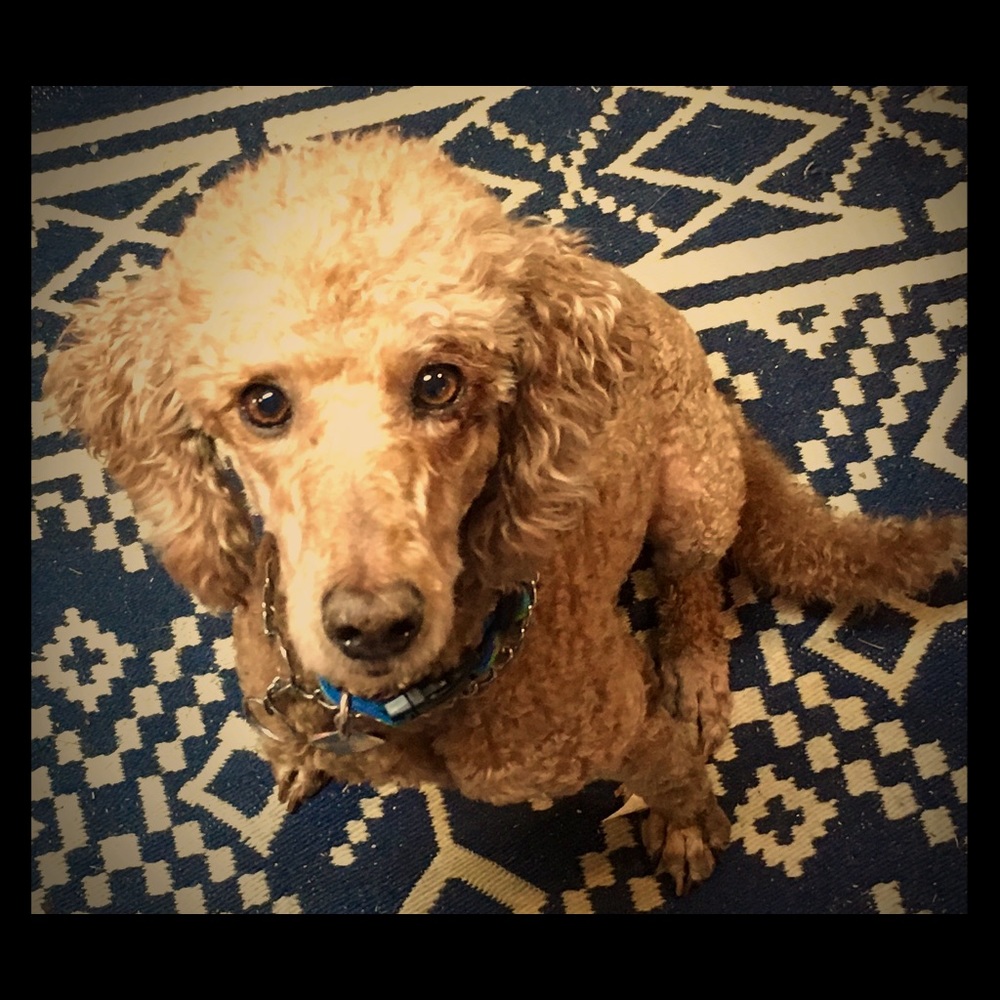 💜🐾PENNY!🐾💜